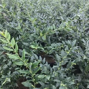 Sarcococca Confusa brings year round greenery and delightful winter fragrance. Making it a charming addition to any garden