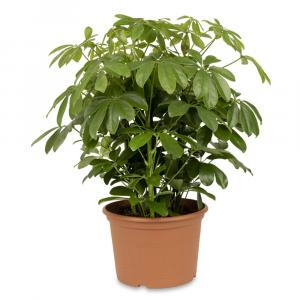 Dwarf Umbrella Tree or Schefflera Arboricola, evergreen structural Indoor Plant for sale online with UK delivery.