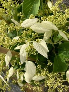 Schizophragma hydrangeoides Windmills Japanese Hydrangea Vine with white flowers