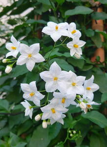 Solanum Jasminoides Album