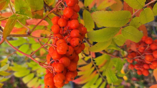 Sorbus aucuparia Fastigiata mountain ash tree with upright form clusters of white flowers and red berries
