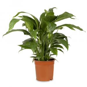 Spathiphyllum or Peace Lily Flowering House Plant