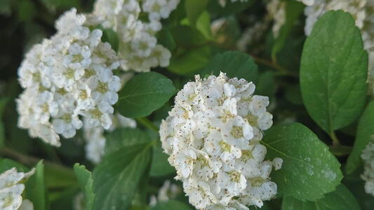 Spiraea betulifolia Tor compact shrub with white flowers and birch like leaves