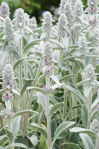 Stachys Byzantina Silver Carpet or lambs ears silver carpet - beautiful ground cover perennial buy UK