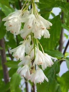 Staphylea Colchica Ivory Flowered Bladdernut is a deciduous shrub with pendulous clusters of ivory-white flowers in spring, followed by unique bladder-like seed pods in late summer.