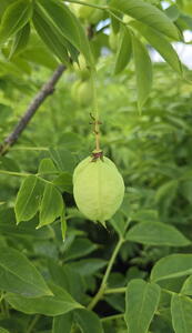 Staphylea pinnata or Common Bladder Nut