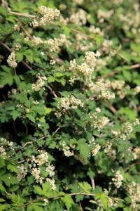 Stephanandra Incisa Crispa Lace. Low Growing Ground Cover plants to buy online with UK delivery.