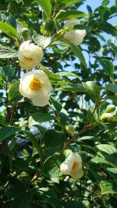 Japanese Stewartia pseudocamellia Deciduous Camellia unusual 8 UK grown seeds