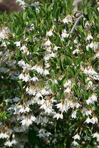 Styrax Japonicus Rubra Pendula Weeping Japanese Snowbell