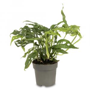 Swiss Cheese Vine, botanical name Monstera Adansonii, jungle house plant with good air purification.