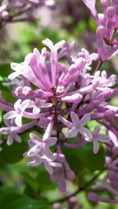 Syringa Meyeri Palibin Meyer Lilac, a compact deciduous shrub with dark green leaves and panicles of fragrant, lilac-pink flowers spring & summer. Very pretty.