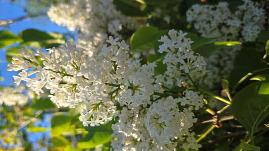 Syringa vulgaris Alba common white lilac with fragrant white flower clusters