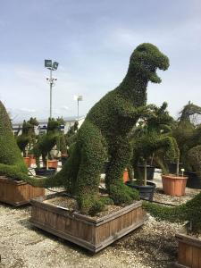 Tyrannosaurus Rex dinosaur topiary tree, large impressive height and beautifully shaped using Ligustrum Jonandrum, buy UK.