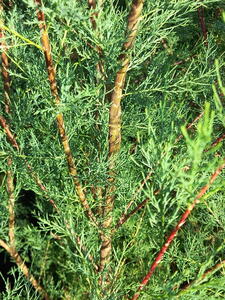 Tamarix Hulsdonk White Four-stamen White Flowering Tamarix