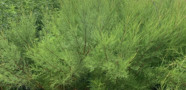 Tamarix Ramosissima Salt Cedar or Tamarisk