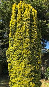Taxus Bacatta Aurea - Golden Irish Yew