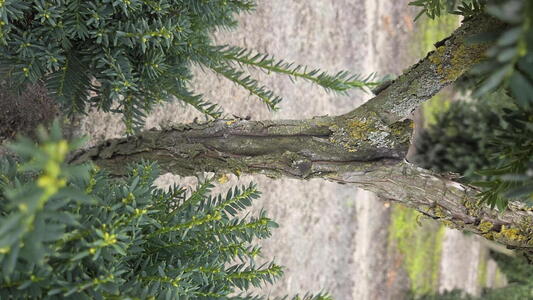 Taxus Cuspidata Nana Topiary Pom Pom