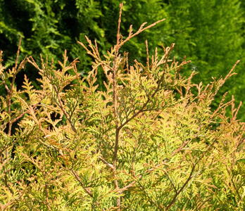 Thuja Occidentalis Fire Chief or White Cedar Congabe conifers to buy online with UK delivery