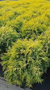 Thuja Occidentalis Golden Globe