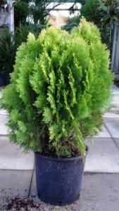 Thuja Orientalis Aurea Nana for sale from Conifer Specialist nursery Paramount Plants, Crews Hill UK. For sale UK.