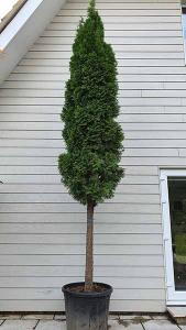 Thuja Smaragd Full Standard trees, evergreen screening trees for sale at our North London plant centre with UK delivery