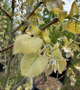 Tilia Henryana or Henry’s Lime