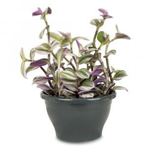 Tradescantia Albiflora Nanouk or Fantasy Venice Plant