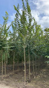 Ulmus Glabra Wych Elm trees for sale online with UK delivery