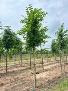 A durable elm with rich green foliage and a well-rounded shape perfect for a variety of garden settings