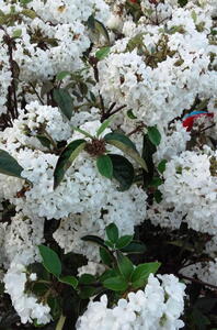 Viburnum Eskimo or Arrowwood Eskimo