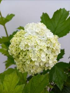 Viburnum opulus Roseum deciduous shrub with white snowball-like flowers
