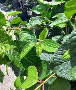 Viburnum Plicatum Mariesii Great Star Japanese Snowball
