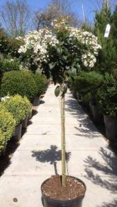 Viburnum Tinus Eve Price Topiary Half Standard Tree