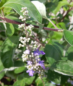 Vitex Agnus-Castus Magical Chicagoland Blues