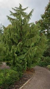 nootka weeping cypress nootka weeping cypress