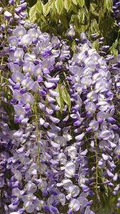 Wisteria Floribunda Sinensis Domino, blue-purple flowering Wisteria for sale online with UK delivery.