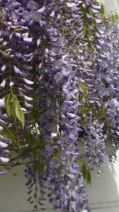 Wisteria Floribunda New Blue Fountain