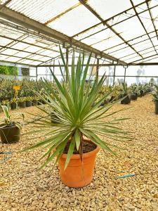Yucca Gloriosa an evergreen hardy succulent Yucca 