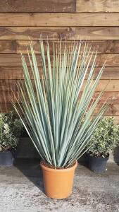 Yucca Thompsoniana for sale online with UK delivery from our London plant centre.