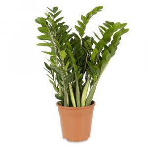 Zamioculcas Zamiifolia, ZZ Plant or Zanzibar Gem,