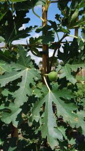 Fig Ice Crystal. Buy Online London UK.