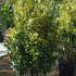 Euonymus Japonicus Aureas, Japanese Spindle, Evergreen Shrubs, Paramount Plants and Gardens