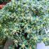 Azalea Variegated, Shrubs UK