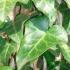 Hedera Helix, range of ivy plants available at our London Garden Centre and online