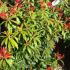 Pieris Forest Flame - buy online from our London garden centre, UK