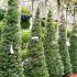 Taxus Baccata Cones for sale online UK plant centre