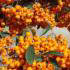 Pyracantha Orange Charmer. By Online London UK.