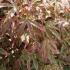 Acer Pink Passion for sale at our UK plant centre.