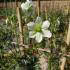 Clematis Early Sensation and evergreen climber to  buy online, London UK.