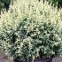 Juniperus Pingii Hulsdonk Yellow - a beautiful Juniper conifer for sale at our London garden centre, UK.